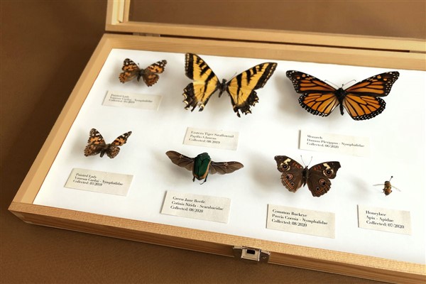 Kelebek Koleksiyonu
